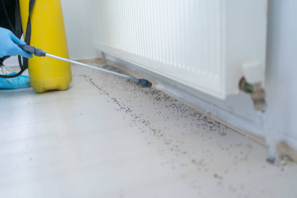 Best Local Pest Control Services  in Perry, GA